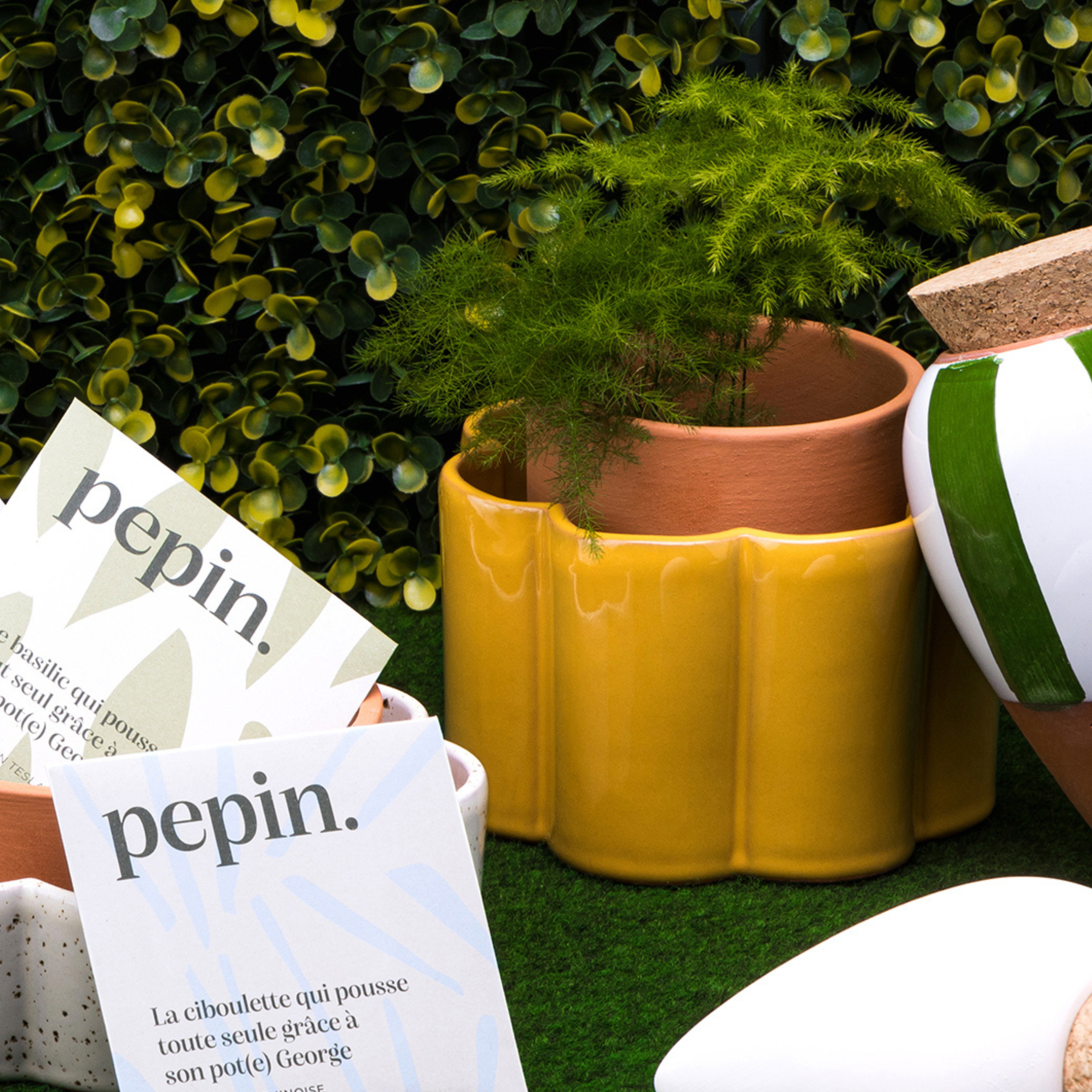 Humidité, luminosité... Quelle plante choisir pour quelle pièce ?